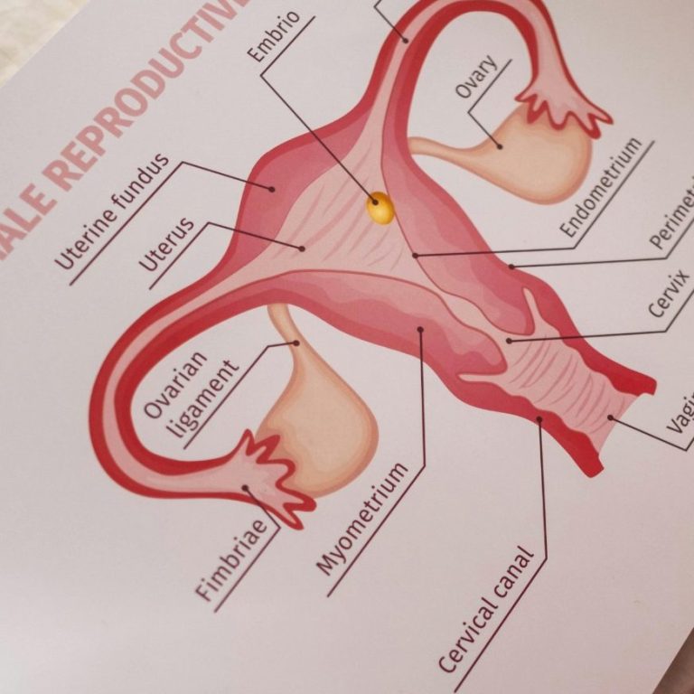 Dysplasiesprechstunde Diagramm des weiblichen Fortpflanzungssystems mit Beschriftungen der Organe.